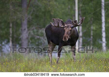 "Eurasian Elk or Moose (Alces alces), bull, Lappland, Sweden, Europe" View Large Photo Image Stock Photo - "Eurasian Elk or Moose (Alces alces), bull, Lappland, Sweden, Europe". Fotosearch