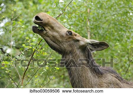"Eurasian elk or moose (Alces alces), cow eating leaves, state game reserve, Germany, Europe" View Large Photo Image Stock Photograph - "Eurasian elk or moose (Alces alces), cow eating leaves, state game reserve, Germany, Europe". Fotosearch