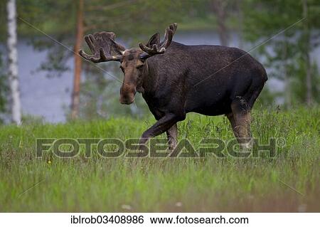 "Eurasian Elk or Moose (Alces alces), bull, Lappland, Sweden, Europe" View Large Photo Image Stock Photograph - "Eurasian Elk or Moose (Alces alces), bull, Lappland, Sweden, Europe". Fotosearch