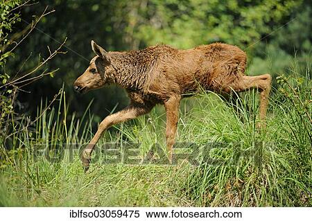 "Eurasian elk or moose (Alces alces), calf, state game reserve, Germany, Europe" View Large Photo Image Stock Photography - "Eurasian elk or moose (Alces alces), calf, state game reserve, Germany, Europe". Fotosearch