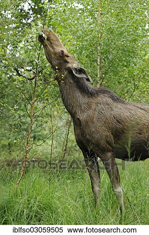 "Eurasian elk or moose (Alces alces), cow eating leaves, state game reserve, Germany, Europe" View Large Photo Image Stock Photography - "Eurasian elk or moose (Alces alces), cow eating leaves, state game reserve, Germany, Europe". Fotosearch