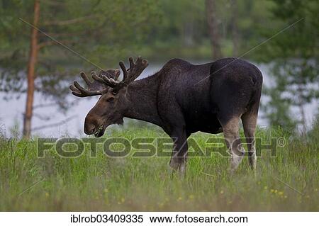 "Eurasian Elk or Moose (Alces alces), bull grazing, Lappland, Sweden, Europe" View Large Photo Image Stock Photography - "Eurasian Elk or Moose (Alces alces), bull grazing, Lappland, Sweden, Europe". Fotosearch