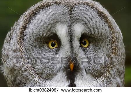 "Eurasian Great Gray Owl (Strix nebulosa lapponica), portrait, captive, Germany, Europe" View Large Photo Image Stock Photo - "Eurasian Great Gray Owl (Strix nebulosa lapponica), portrait, captive, Germany, Europe". Fotosearch