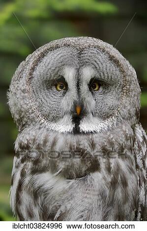 "Eurasian Great Gray Owl (Strix nebulosa lapponica), portrait, captive, Germany, Europe" View Large Photo Image Stock Photograph - "Eurasian Great Gray Owl (Strix nebulosa lapponica), portrait, captive, Germany, Europe". Fotosearch