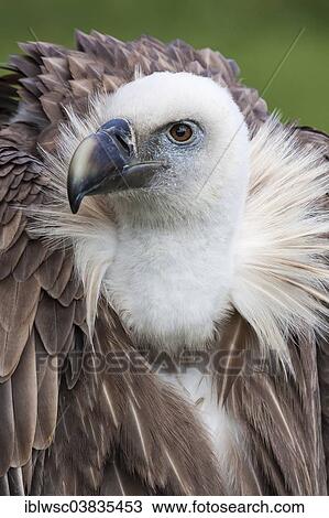 "Eurasian Griffon or Griffon Vulture (Gyps fulvus), captive, Saarland, Germany, Europe" View Large Photo Image Stock Image - "Eurasian Griffon or Griffon Vulture (Gyps fulvus), captive, Saarland, Germany, Europe". Fotosearch
