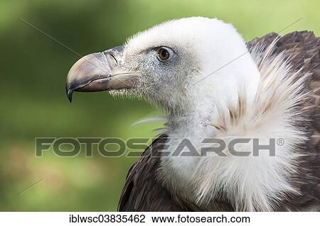 "Eurasian Griffon or Griffon Vulture (Gyps fulvus), captive, Saarland, Germany, Europe" View Large Photo Image Stock Image - "Eurasian Griffon or Griffon Vulture (Gyps fulvus), captive, Saarland, Germany, Europe". Fotosearch