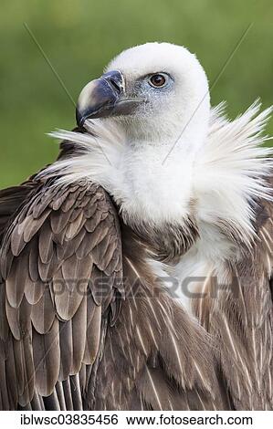"Eurasian Griffon or Griffon Vulture (Gyps fulvus), captive, Saarland, Germany, Europe" View Large Photo Image Stock Photograph - "Eurasian Griffon or Griffon Vulture (Gyps fulvus), captive, Saarland, Germany, Europe". Fotosearch