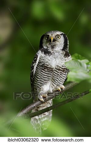 "Eurasian hawk-owl (Surnia ulula ulula), captive, Germany, Europe" View Large Photo Image Stock Image - "Eurasian hawk-owl (Surnia ulula ulula), captive, Germany, Europe". Fotosearch