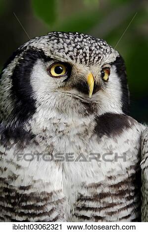 "Eurasian hawk-owl (Surnia ulula ulula), portrait, captive, Germany, Europe" View Large Photo Image Stock Image - "Eurasian hawk-owl (Surnia ulula ulula), portrait, captive, Germany, Europe". Fotosearch