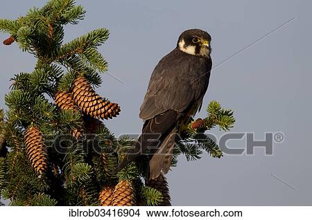 "Eurasian Hobby (Falco subbuteo), Thuringia, Germany, Europe" View Large Photo Image Picture - "Eurasian Hobby (Falco subbuteo), Thuringia, Germany, Europe". Fotosearch