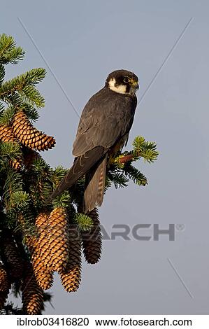 "Eurasian Hobby (Falco subbuteo), Thuringia, Germany, Europe" View Large Photo Image Stock Image - "Eurasian Hobby (Falco subbuteo), Thuringia, Germany, Europe". Fotosearch