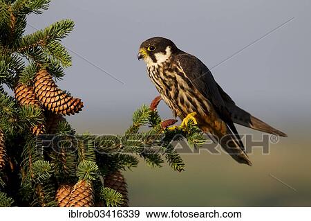 Stock Photo - "Eurasian Hobby (Falco subbuteo), Thuringia, Germany, Europe". Fotosearch
