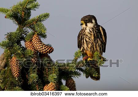 Stock Photo - "Eurasian Hobby (Falco subbuteo), Thuringia, Germany, Europe". Fotosearch