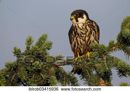 "Eurasian Hobby (Falco subbuteo), Thuringia, Germany, Europe" View Large Photo Image Stock Photograph - "Eurasian Hobby (Falco subbuteo), Thuringia, Germany, Europe". Fotosearch