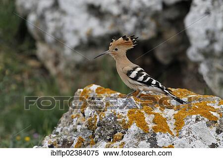 Stock Photography - "Eurasian Hoopoe (Upupa epops), adult male, standing on lichen covered rock, Andalusia, Spain, Europe". Fotosearch