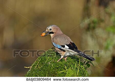 "Eurasian Jay (Garrulus garrulus) searching for acorns in autumn, the Broads, Norfolk, England, United Kingdom, Europe" View Large Photo Image Picture - "Eurasian Jay (Garrulus garrulus) searching for acorns in autumn, the Broads, Norfolk, England, United Kingdom, Europe". Fotosearch