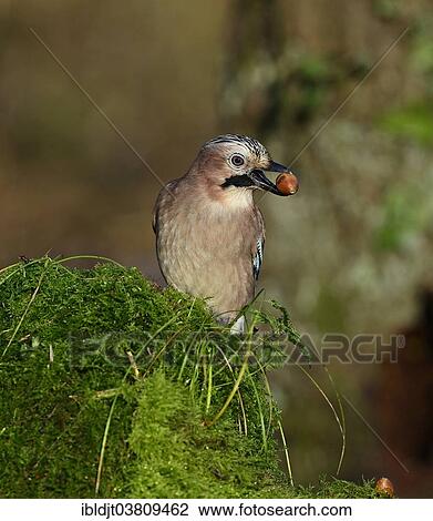 "Eurasian Jay (Garrulus garrulus) searching for acorns in autumn, the Broads, Norfolk, England, United Kingdom, Europe" View Large Photo Image Stock Image - "Eurasian Jay (Garrulus garrulus) searching for acorns in autumn, the Broads, Norfolk, England, United Kingdom, Europe". Fotosearch
