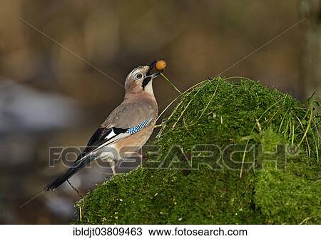 "Eurasian Jay (Garrulus garrulus) searching for acorns in autumn, the Broads, Norfolk, England, United Kingdom, Europe" View Large Photo Image Stock Image - "Eurasian Jay (Garrulus garrulus) searching for acorns in autumn, the Broads, Norfolk, England, United Kingdom, Europe". Fotosearch