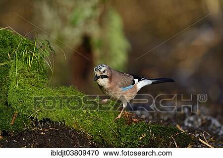 "Eurasian Jay (Garrulus garrulus) perched on a mossy stump, the Broads, Norfolk, England, United Kingdom, Europe" View Large Photo Image Stock Image - "Eurasian Jay (Garrulus garrulus) perched on a mossy stump, the Broads, Norfolk, England, United Kingdom, Europe". Fotosearch