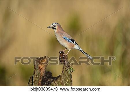 "Eurasian Jay (Garrulus garrulus) perched on a stump, the Broads, Norfolk, England, United Kingdom, Europe" View Large Photo Image Stock Image - "Eurasian Jay (Garrulus garrulus) perched on a stump, the Broads, Norfolk, England, United Kingdom, Europe". Fotosearch