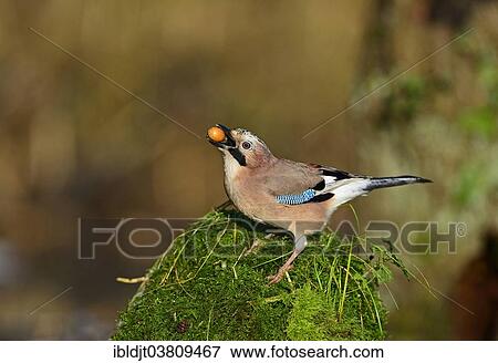 "Eurasian Jay (Garrulus garrulus) searching for acorns in autumn, the Broads, Norfolk, England, United Kingdom, Europe" View Large Photo Image Stock Photo - "Eurasian Jay (Garrulus garrulus) searching for acorns in autumn, the Broads, Norfolk, England, United Kingdom, Europe". Fotosearch
