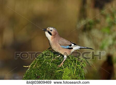 "Eurasian Jay (Garrulus garrulus) perched on a mossy stump in autumn, the Broads, Norfolk, England, United Kingdom, Europe" View Large Photo Image Stock Photo - "Eurasian Jay (Garrulus garrulus) perched on a mossy stump in autumn, the Broads, Norfolk, England, United Kingdom, Europe". Fotosearch