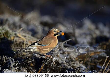 "Eurasian Jay (Garrulus garrulus) searching for acorns, the Broads, Norfolk, England, United Kingdom, Europe" View Large Photo Image Stock Photograph - "Eurasian Jay (Garrulus garrulus) searching for acorns, the Broads, Norfolk, England, United Kingdom, Europe". Fotosearch