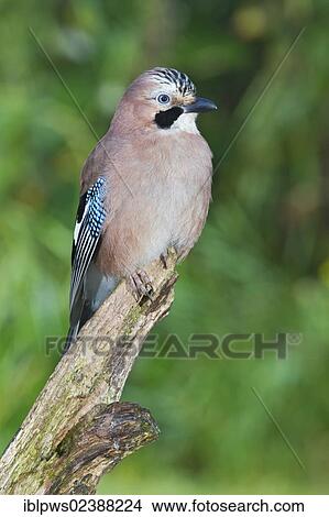 "Eurasian jay (Garrulus glandarius), perching, South east England, United Kingdom, Europe" View Large Photo Image Picture - "Eurasian jay (Garrulus glandarius), perching, South east England, United Kingdom, Europe". Fotosearch