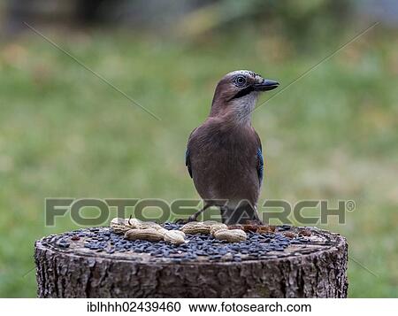 Stock Image - "Eurasian Jay (Garrulus glandarius) with peanuts, Erfurt, Thuringia, Germany, Europe". Fotosearch