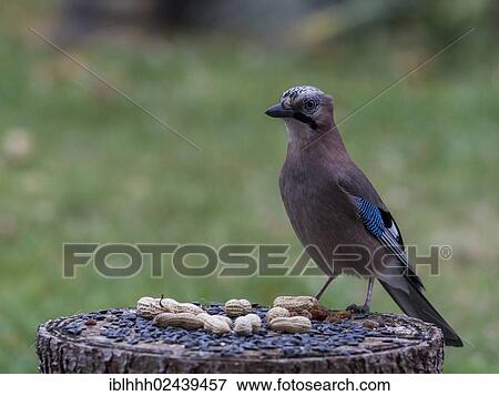 "Eurasian Jay (Garrulus glandarius) with peanuts, Erfurt, Thuringia, Germany, Europe" View Large Photo Image Stock Photo - "Eurasian Jay (Garrulus glandarius) with peanuts, Erfurt, Thuringia, Germany, Europe". Fotosearch
