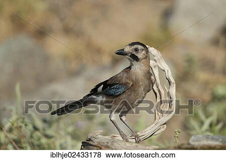 "Eurasian Jay (Garrulus glandarius leucotis), subspecies with a black hood, Lesvos, Greece, Europe" View Large Photo Image Stock Photo - "Eurasian Jay (Garrulus glandarius leucotis), subspecies with a black hood, Lesvos, Greece, Europe". Fotosearch