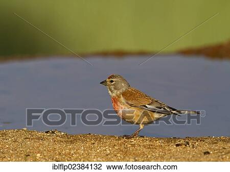 "Eurasian Linnet (Carduelis cannabina), adult male, standing at edge of pool, Castilla y Leon, Spain, Europe" View Large Photo Image Stock Image - "Eurasian Linnet (Carduelis cannabina), adult male, standing at edge of pool, Castilla y Leon, Spain, Europe". Fotosearch