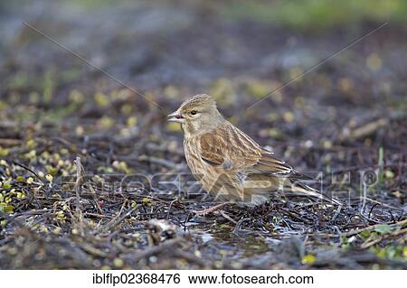 Stock Photograph - "Eurasian Linnet (Carduelis cannabina), adult male, winter plumage, feeding on seed, Suffolk, England, United Kingdom, Europe". Fotosearch