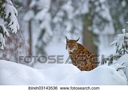 "Eurasian Lynx, European Lynx or Northern Lynx (Lynx lynx), captive, Nationalpark Bayerischer Wald, Bavaria, Germany, Europe" View Large Photo Image Stock Photograph - "Eurasian Lynx, European Lynx or Northern Lynx (Lynx lynx), captive, Nationalpark Bayerischer Wald, Bavaria, Germany, Europe". Fotosearch