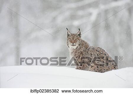 "Eurasian Lynx (Lynx lynx), adult male, sitting on snow during snowfall, captive" View Large Photo Image Stock Image - "Eurasian Lynx (Lynx lynx), adult male, sitting on snow during snowfall, captive". Fotosearch