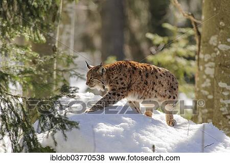 "Eurasian Lynx (Lynx lynx), Bavarian Forest National Park, Bavaria, Germany, Europe" View Large Photo Image Stock Photo - "Eurasian Lynx (Lynx lynx), Bavarian Forest National Park, Bavaria, Germany, Europe". Fotosearch