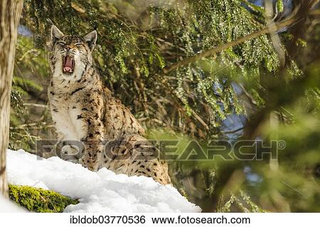 "Eurasian Lynx (Lynx lynx), Bavarian Forest National Park, Bavaria, Germany, Europe" View Large Photo Image Stock Photograph - "Eurasian Lynx (Lynx lynx), Bavarian Forest National Park, Bavaria, Germany, Europe". Fotosearch