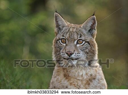"Eurasian Lynx (Lynx lynx), captive, Czech Republic, Europe" View Large Photo Image Picture - "Eurasian Lynx (Lynx lynx), captive, Czech Republic, Europe". Fotosearch