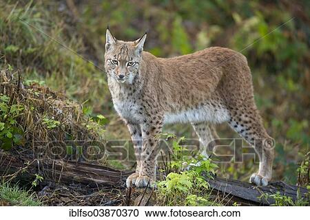 "Eurasian Lynx (Lynx lynx), captive, Lower Saxony, Germany, Europe" View Large Photo Image Stock Image - "Eurasian Lynx (Lynx lynx), captive, Lower Saxony, Germany, Europe". Fotosearch