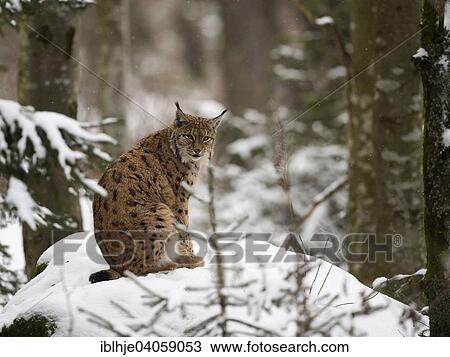"Eurasian Lynx (Lynx lynx), captive, Bavarian Forest National Park, Grafenau, Bavaria, Germany, Europe" View Large Photo Image Stock Image - "Eurasian Lynx (Lynx lynx), captive, Bavarian Forest National Park, Grafenau, Bavaria, Germany, Europe". Fotosearch