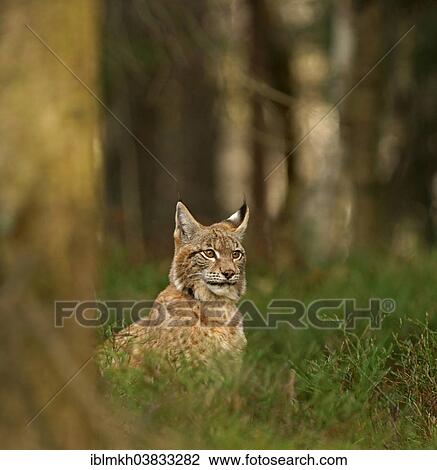 "Eurasian Lynx (Lynx lynx), captive, Czech Republic, Europe" View Large Photo Image Stock Image - "Eurasian Lynx (Lynx lynx), captive, Czech Republic, Europe". Fotosearch
