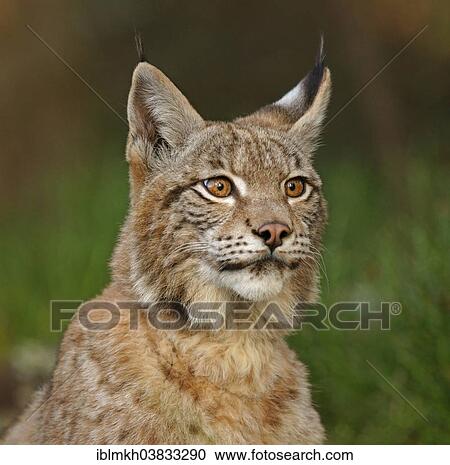 Stock Image - "Eurasian Lynx (Lynx lynx), captive, Czech Republic, Europe". Fotosearch
