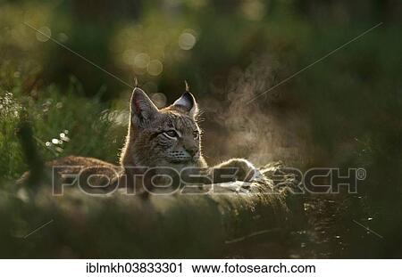 "Eurasian Lynx (Lynx lynx), captive, Czech Republic, Europe" View Large Photo Image Stock Image - "Eurasian Lynx (Lynx lynx), captive, Czech Republic, Europe". Fotosearch