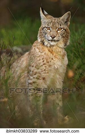 "Eurasian Lynx (Lynx lynx), captive, Czech Republic, Europe" View Large Photo Image Stock Photo - "Eurasian Lynx (Lynx lynx), captive, Czech Republic, Europe". Fotosearch