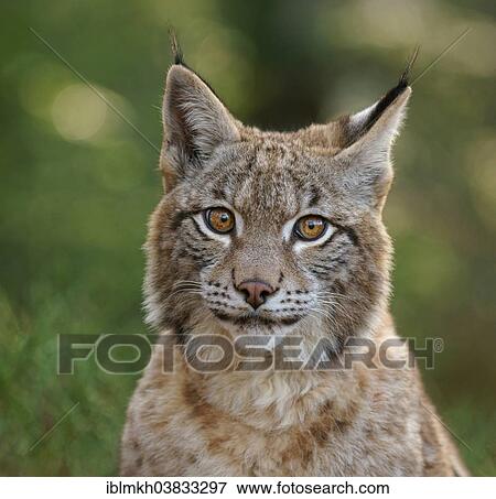 "Eurasian Lynx (Lynx lynx), captive, Czech Republic, Europe" View Large Photo Image Stock Photo - "Eurasian Lynx (Lynx lynx), captive, Czech Republic, Europe". Fotosearch