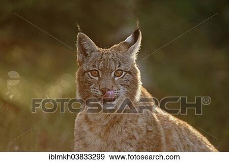 "Eurasian Lynx (Lynx lynx), captive, Czech Republic, Europe" View Large Photo Image Stock Photo - "Eurasian Lynx (Lynx lynx), captive, Czech Republic, Europe". Fotosearch