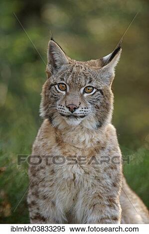 "Eurasian Lynx (Lynx lynx), captive, Czech Republic, Europe" View Large Photo Image Stock Photography - "Eurasian Lynx (Lynx lynx), captive, Czech Republic, Europe". Fotosearch