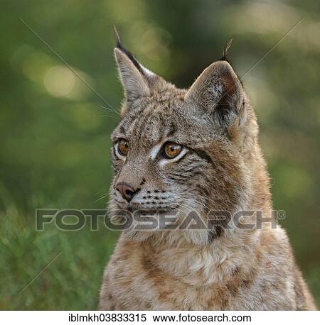 "Eurasian Lynx (Lynx lynx), captive, Czech Republic, Europe" View Large Photo Image Stock Photography - "Eurasian Lynx (Lynx lynx), captive, Czech Republic, Europe". Fotosearch