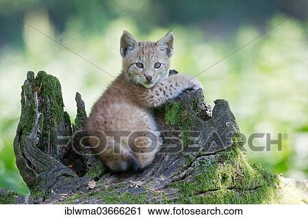 "Eurasian Lynx (Lynx lynx), cub lying on an old tree trunk, Tierpark Sababurg, Hofgeismar, Hesse, Germany, Europe" View Large Photo Image Stock Image - "Eurasian Lynx (Lynx lynx), cub lying on an old tree trunk, Tierpark Sababurg, Hofgeismar, Hesse, Germany, Europe". Fotosearch