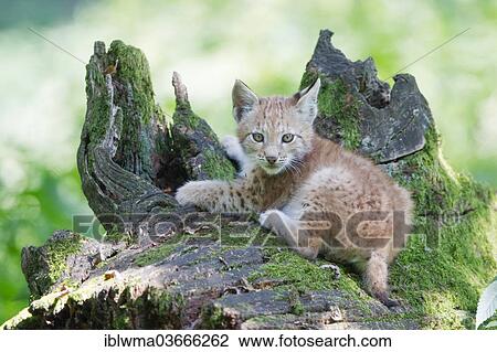 Stock Image - "Eurasian Lynx (Lynx lynx), cub lying on an old tree trunk, Tierpark Sababurg, Hofgeismar, Hesse, Germany, Europe". Fotosearch